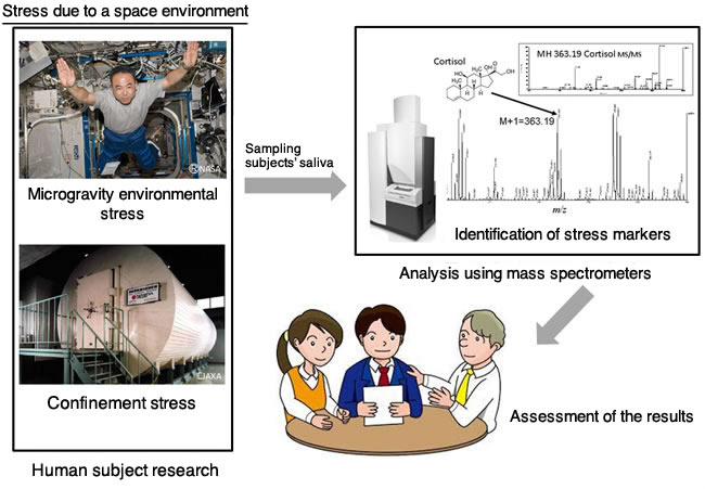 Figure 1. Assessment of stress markers due to a Space environment