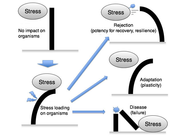 Figure 2. Resilience, adaptation, and failure of organisms against stress